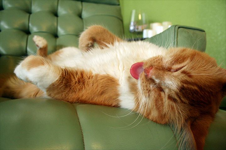 可愛い舌　猫27